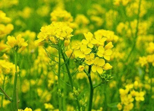 高产油菜品种排名 全国高产油菜新品种