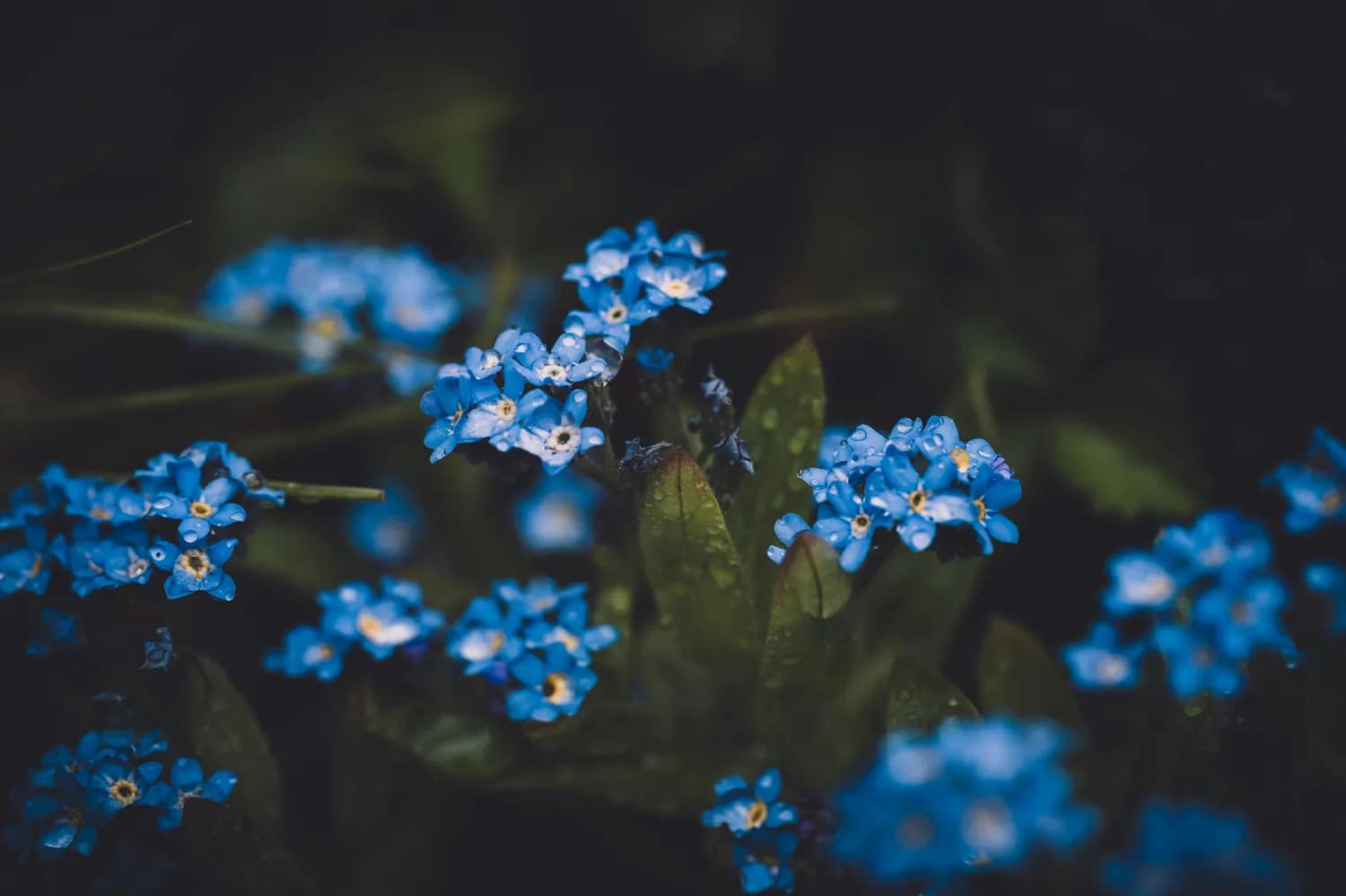 周传雄教你唱好《青花》