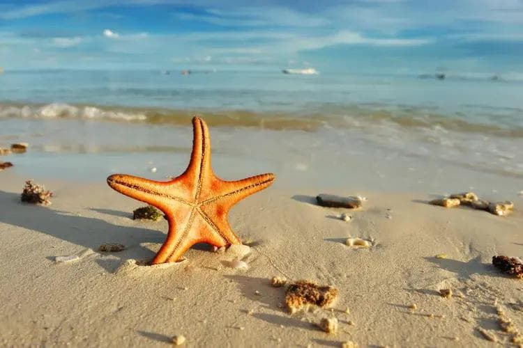 海星竟是传说中的八眼怪！揭秘海洋精灵的生存智慧