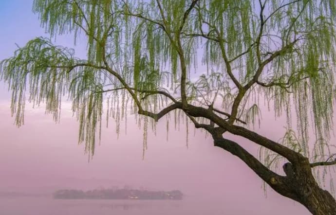 杨柳树为何要标记“性别”？