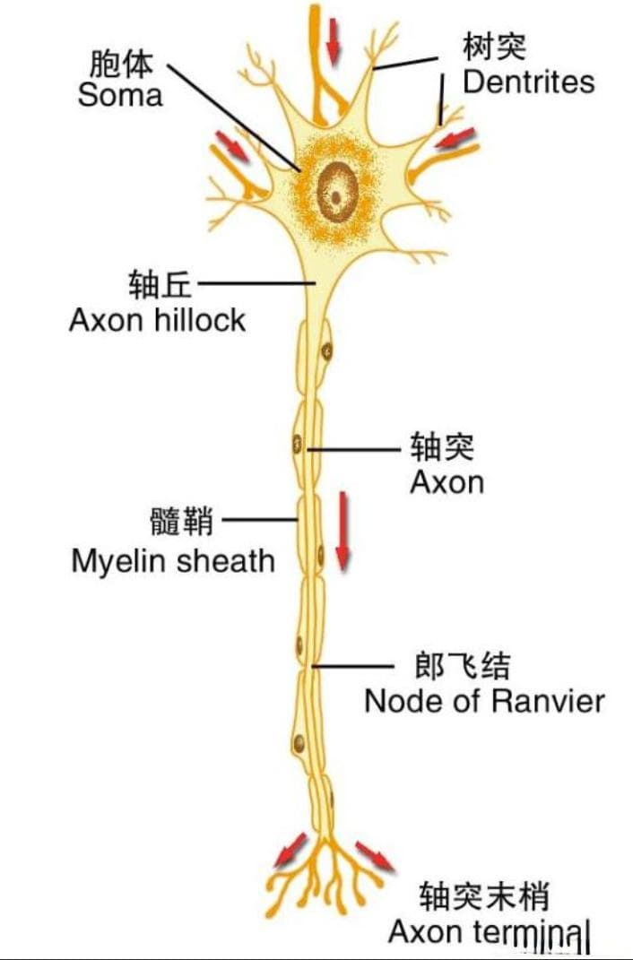人工神经网络基本概念介绍