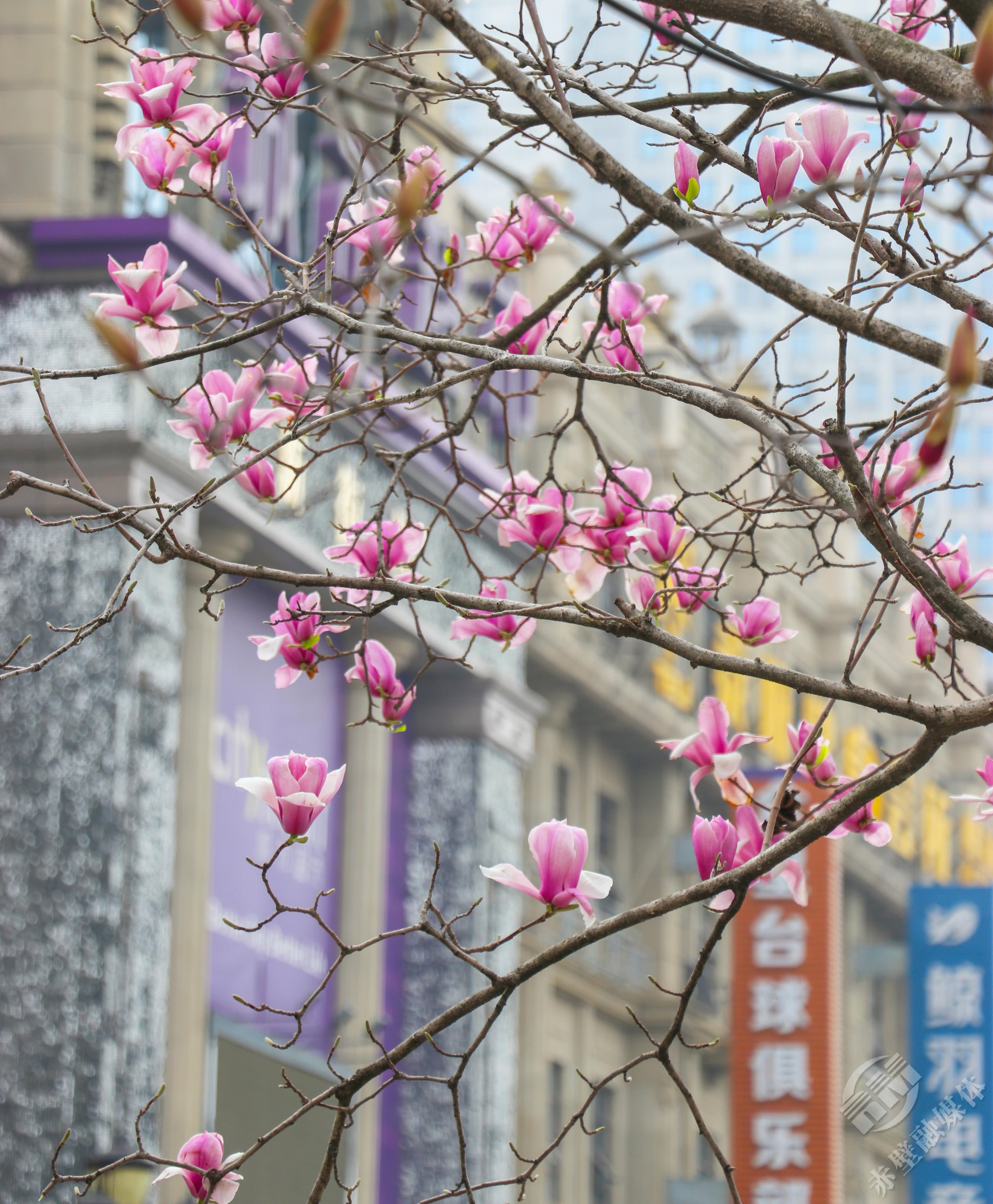 玉兰花开映赤壁，古城春色正当时