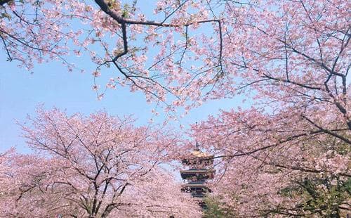 2025年东湖樱花园最新交通指南：地铁、公交、自驾等多种方式任你选