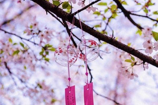 2024年无锡鼋头渚樱花最佳观赏期及攻略
