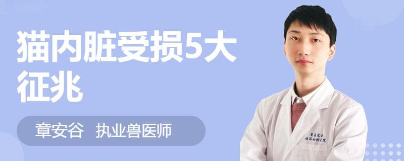 猫咪内脏受损的八大征兆
