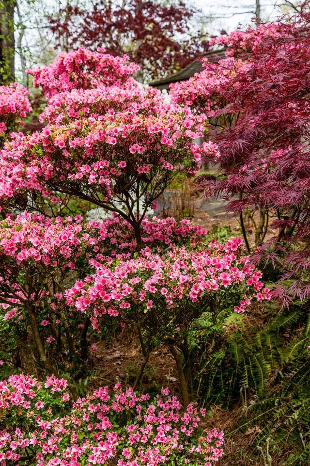 春游贵州：四大景区杜鹃花海各具特色