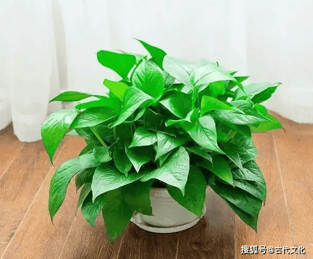 中堂摆什么花草最好