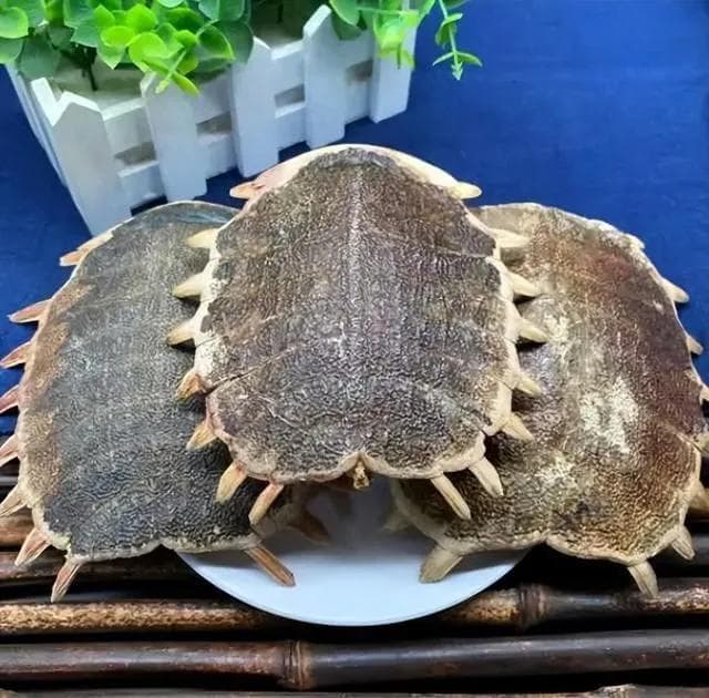 滋阴潜阳、退热除蒸，软坚散结——鳖甲