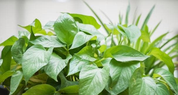 家里也能种出绿萝美景（学会种植技巧，让家中更多一份绿色）