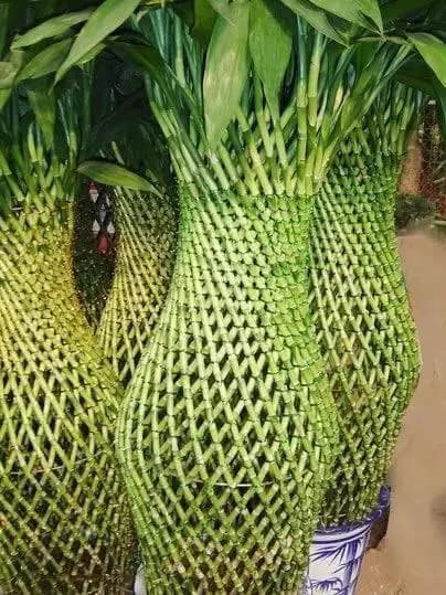 我的富贵竹从来没有黄叶、烂茎，用的方法很简单