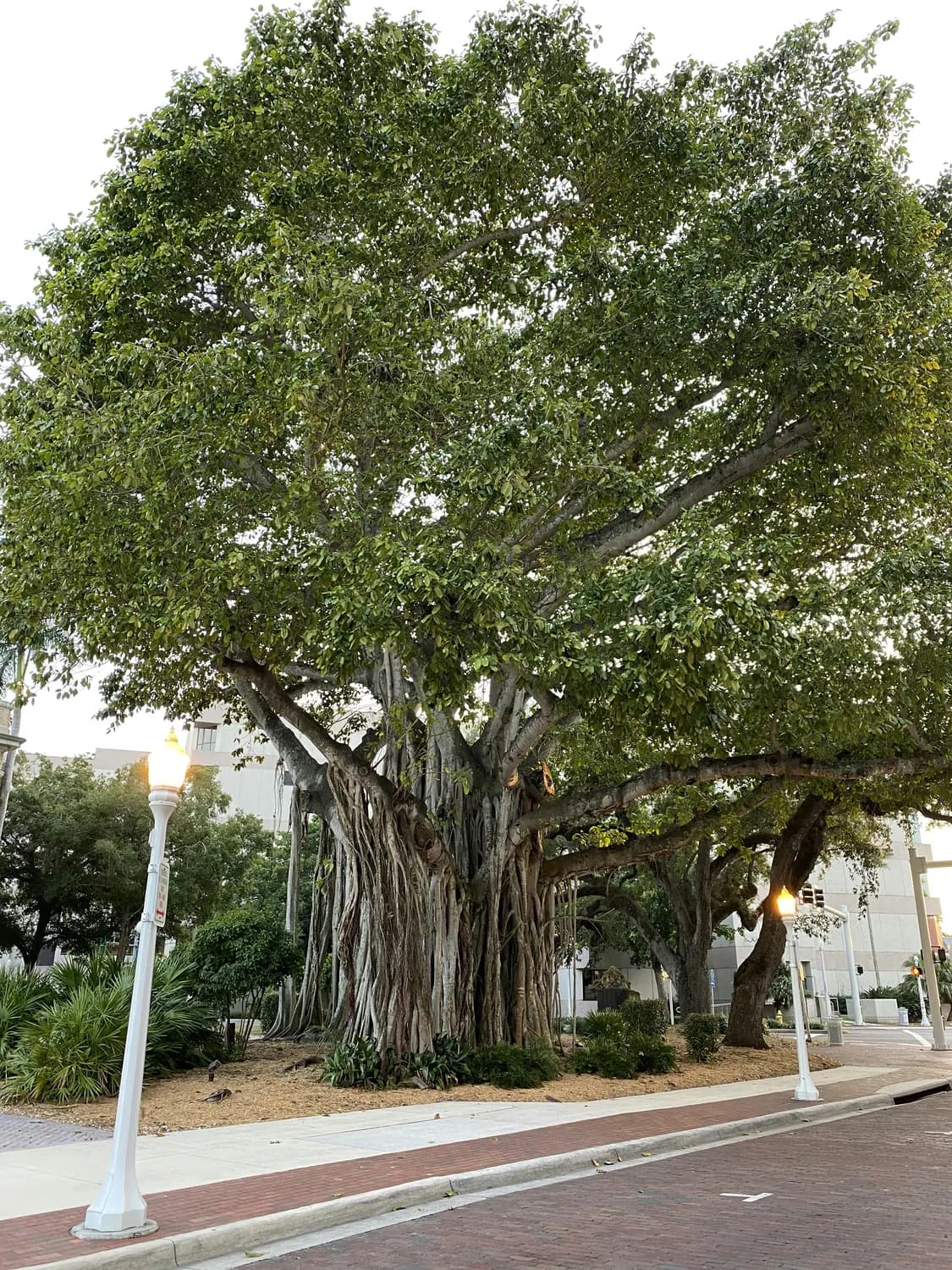 榕树：城市绿化的超级英雄