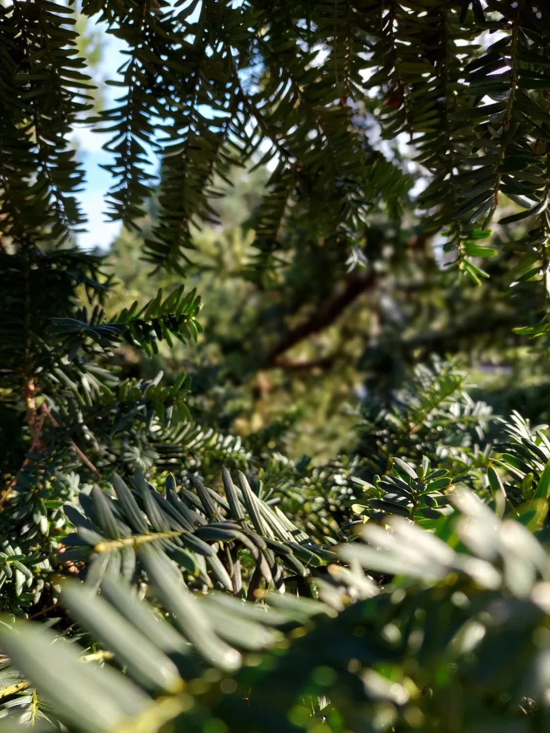 香榧：营养价值超山核桃，每天适量食用有益健康