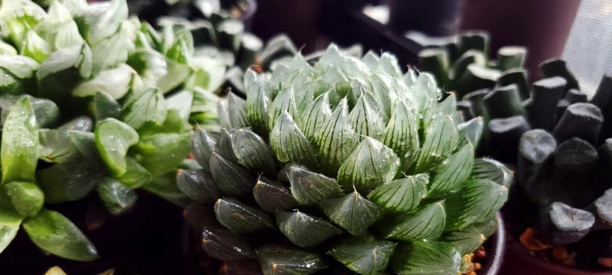 十二种植物浇水时间和正确方法（打造健康的绿色生活）