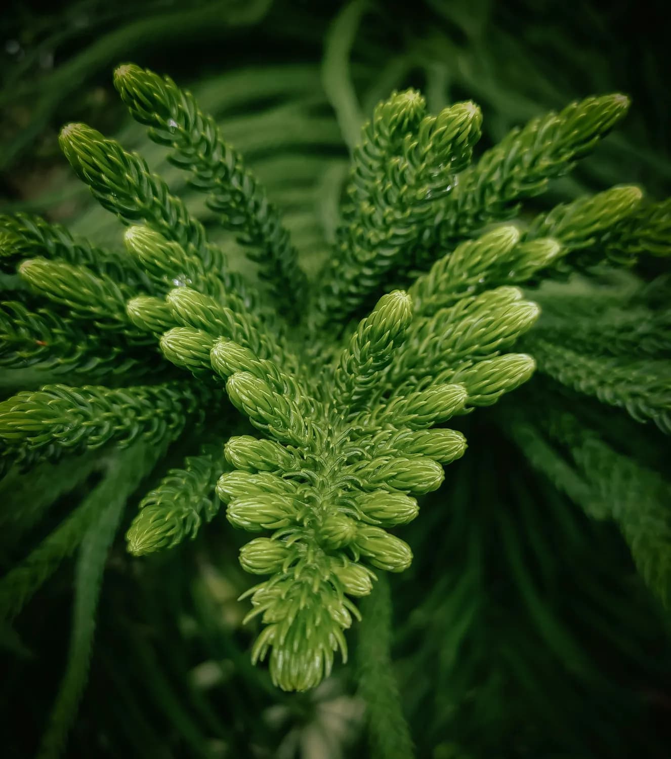 阿司匹林浇花：天然植物保健法