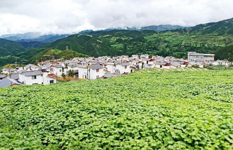 大凉山深处的“天然植物黄金”——探访中国重要农业文化遗产四川美姑苦荞栽培系统