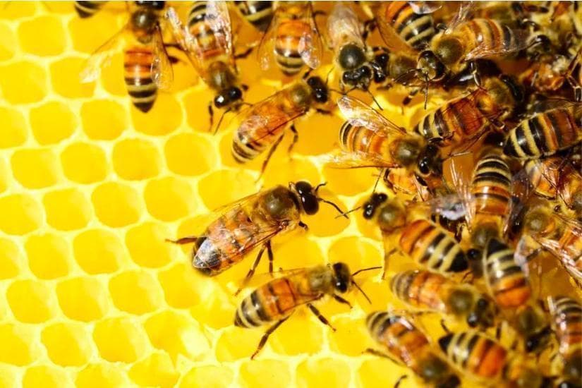 简单生物如何形成复杂认知？昆虫智能启发群体智能与集群机器人