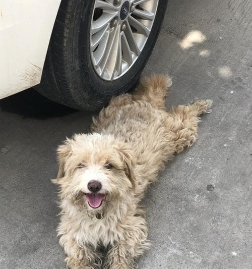 狗狗被车撞后的应急处理指南