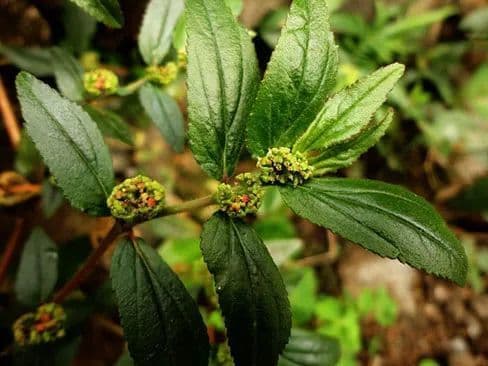 万物有灵 | 另类野草成郎中——飞扬草