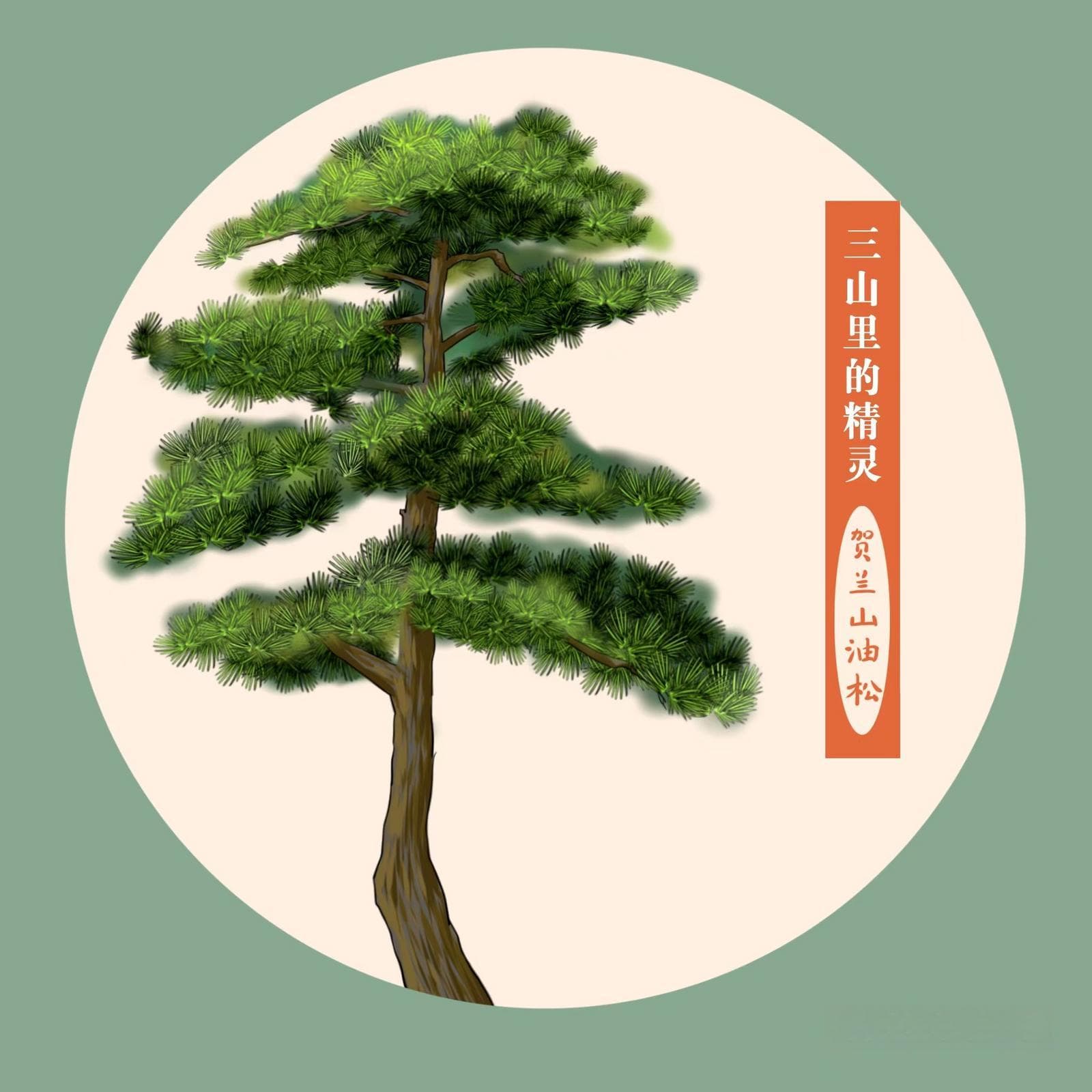 贺兰山油松：构建奇趣的微观世界