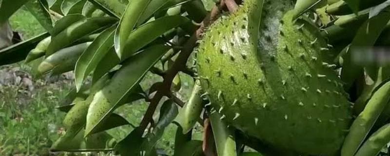 刺番荔枝：一种热带特色水果树的栽培指南