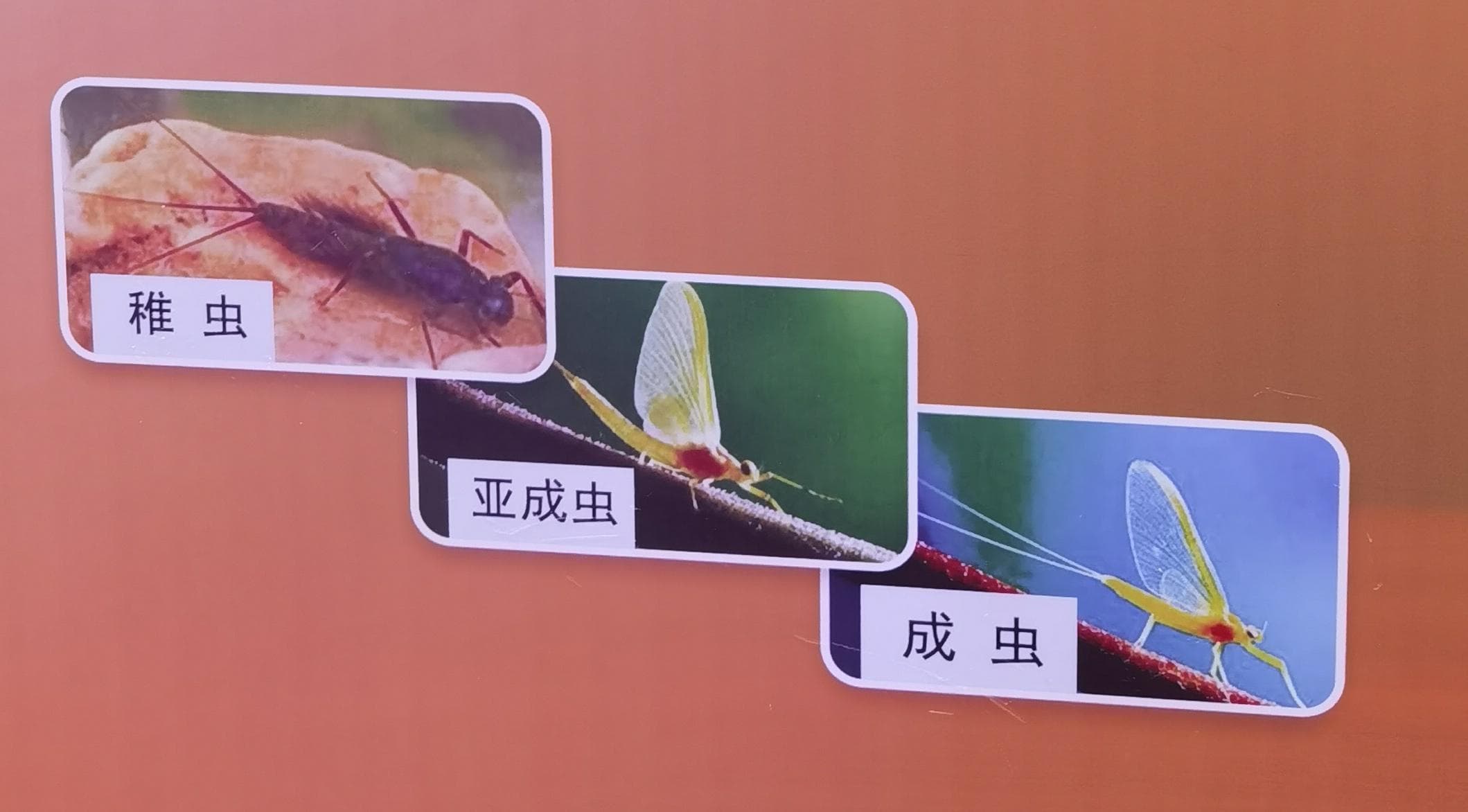 昆虫特有的生物学本性--变态