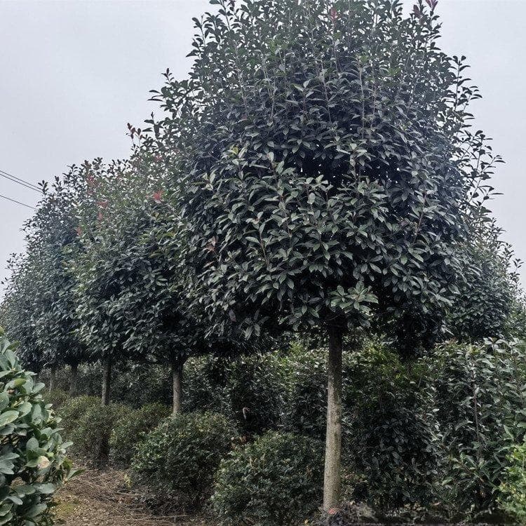 香樟树在什么季节生长