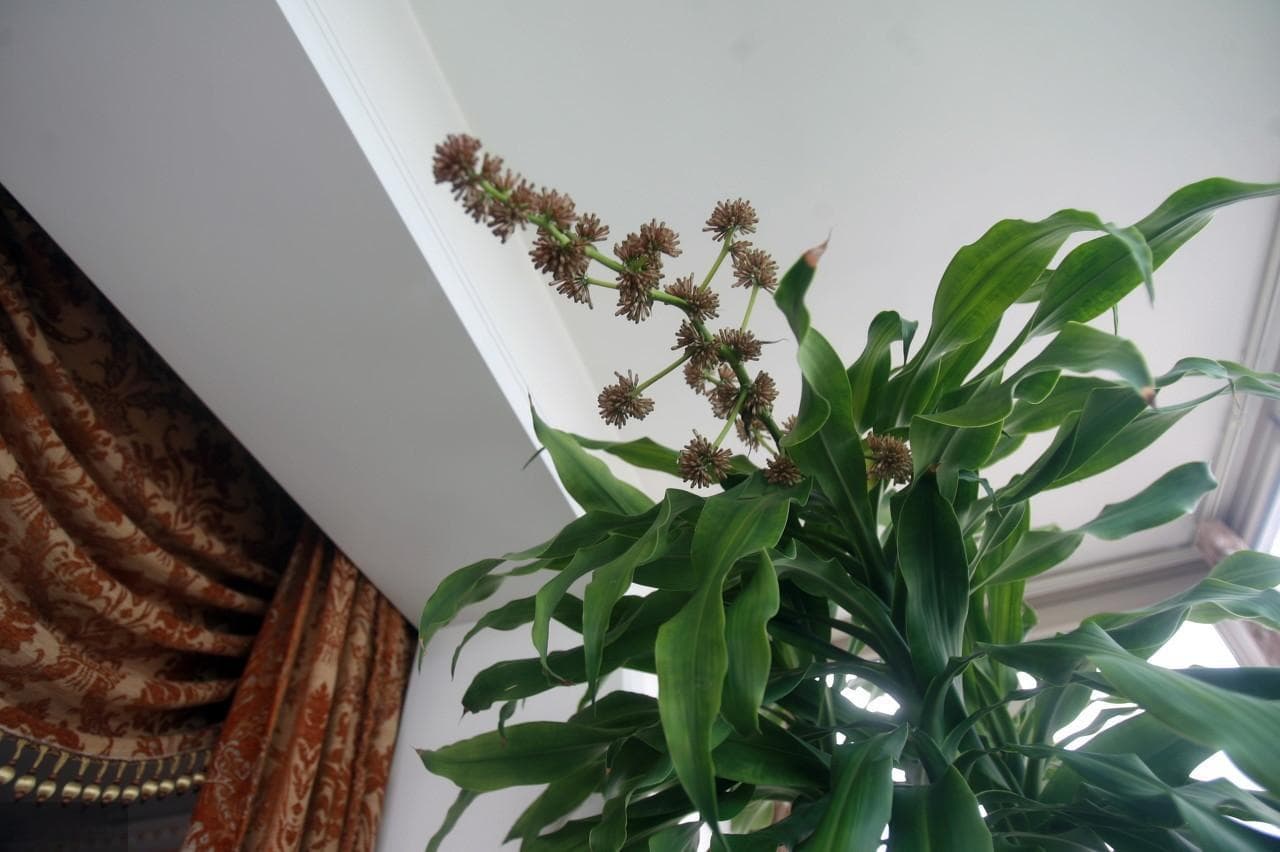 办公室过道放什么植物好？20种常见办公室花卉推荐