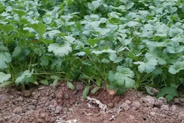 香菜种植全攻略：从播种到收获的完整指南