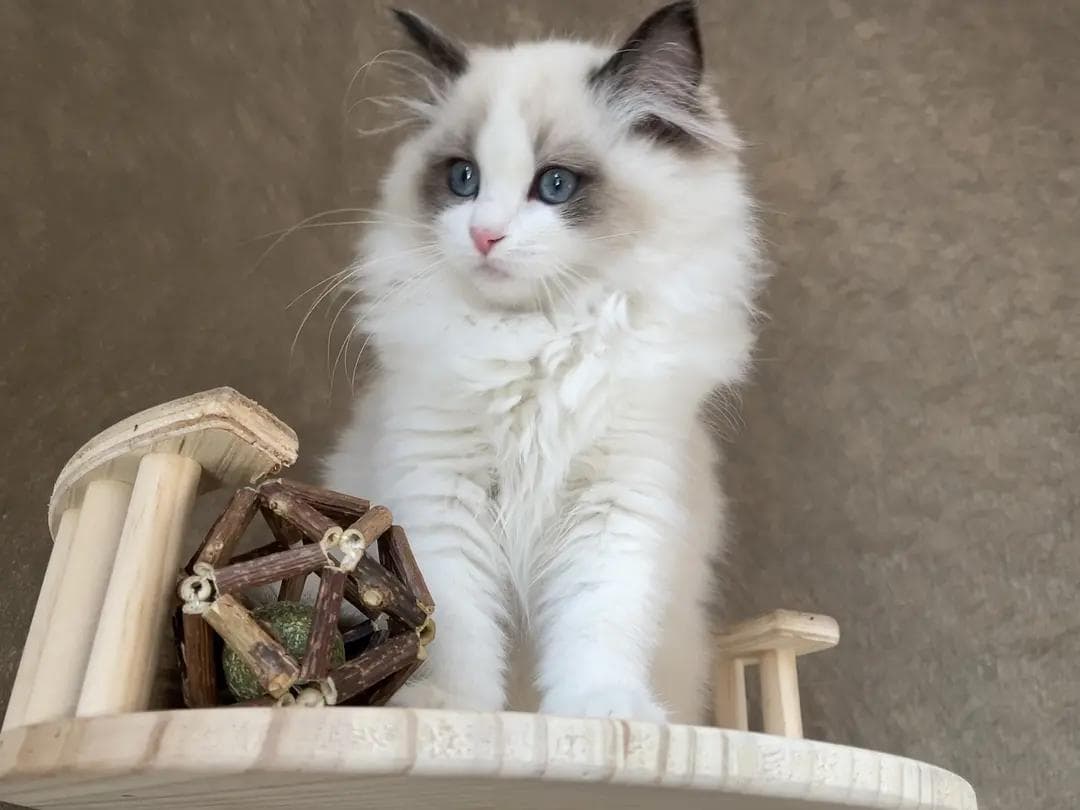 猫藓的症状及表现