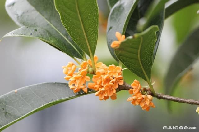 如何进行花期调控？五种实用方法让你掌控花卉绽放时间