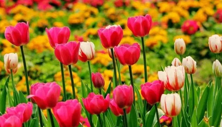 郁金香花语及寓意