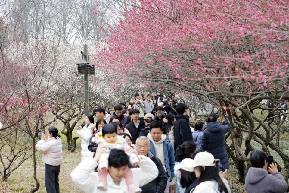 杭州西溪湿地梅花竞放，“香雪海”引人入胜，沉浸式体验持续至3月底