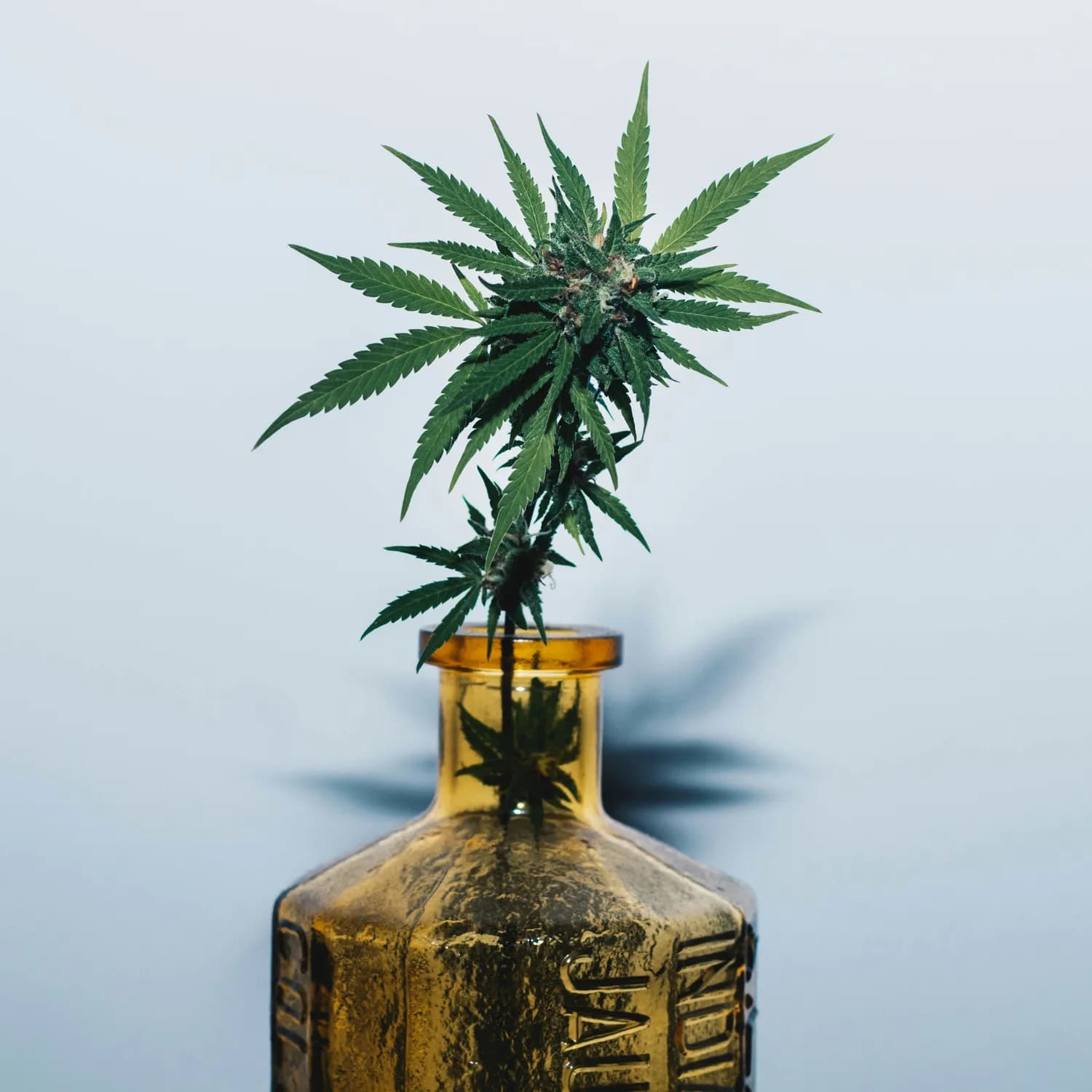 大麻二酚：焦虑症治疗的新希望