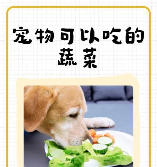 宠物狗可以吃的蔬菜有哪些？哪些蔬菜对狗狗有益？