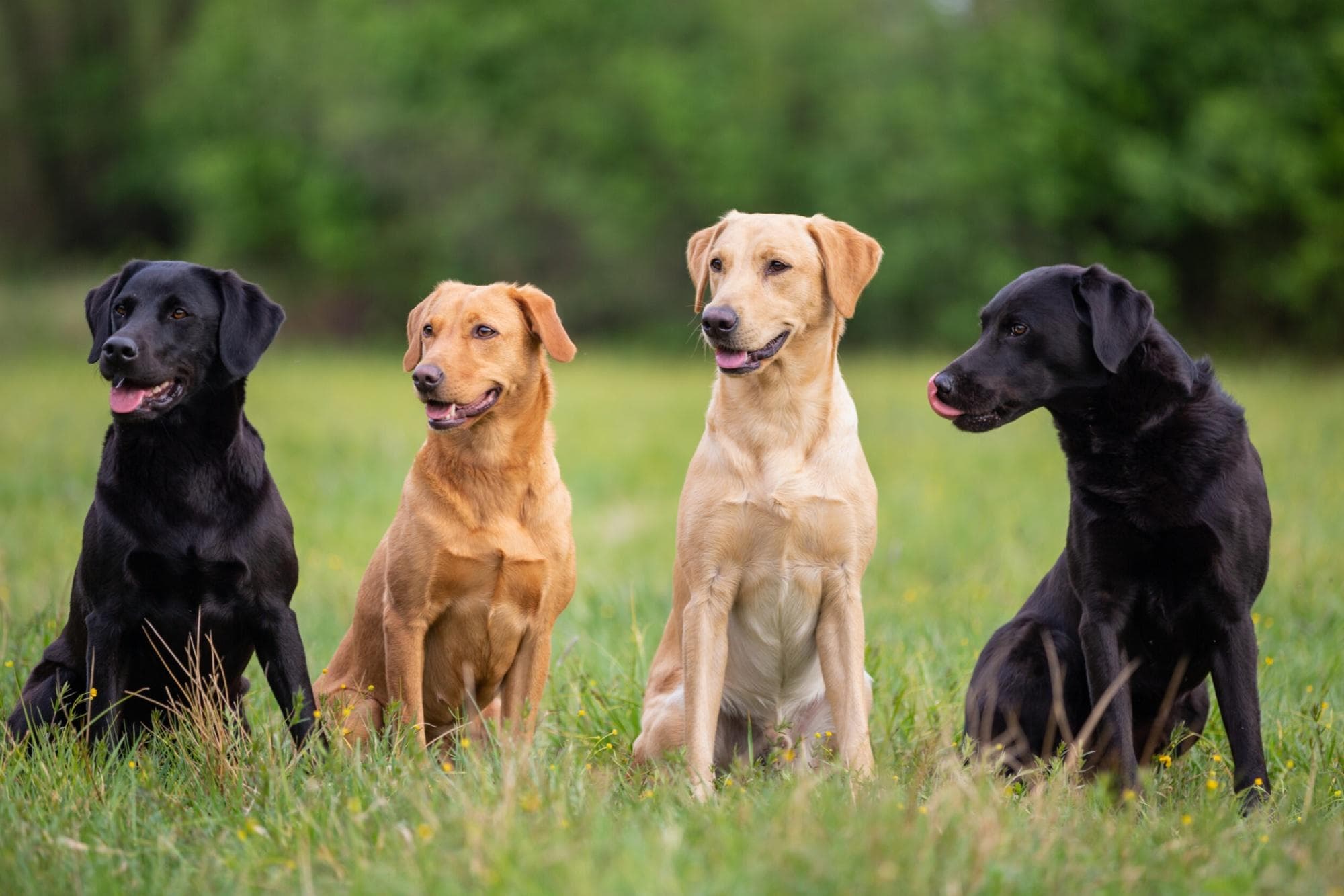 拉布拉多犬有哪些特点