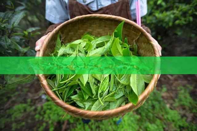 探究茉莉红茶的独特风味与制作工艺