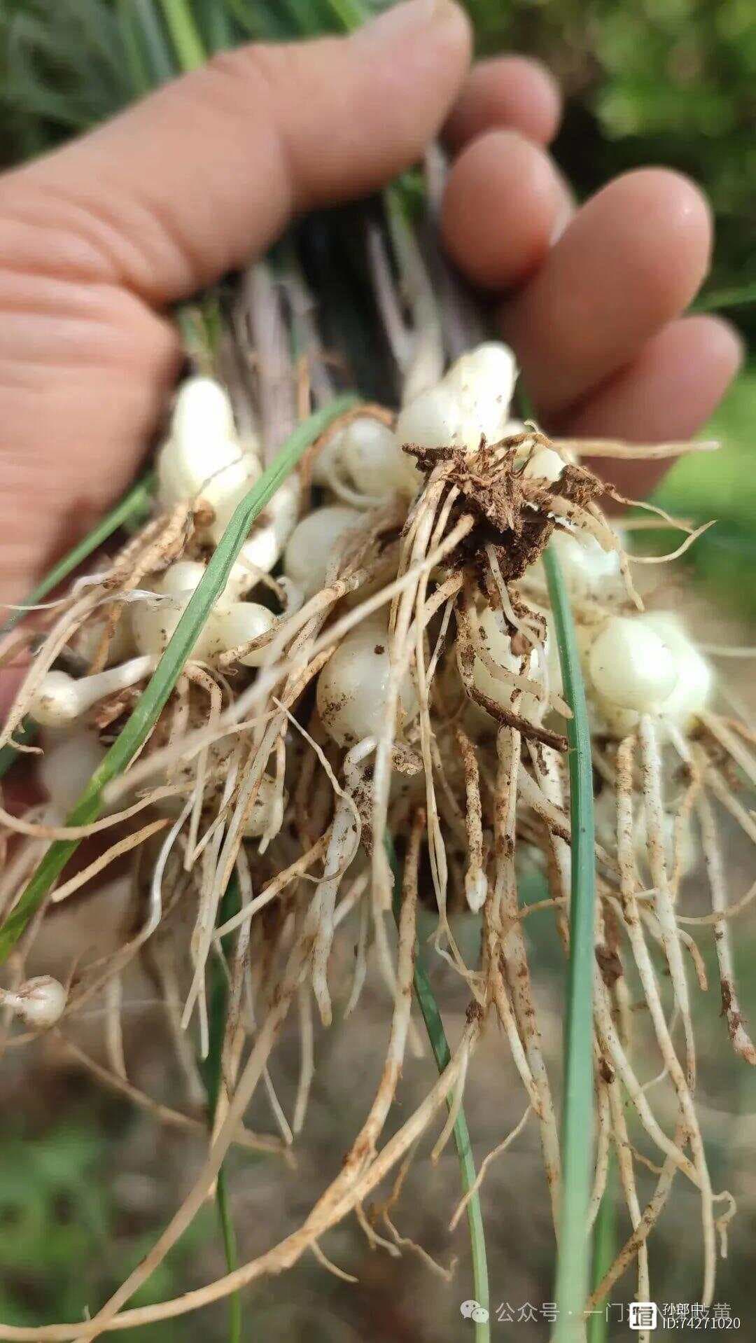 薤白：既是野菜也是良药