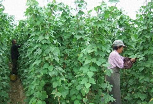 芸豆种植技术全攻略：从选种到收获的关键环节详解