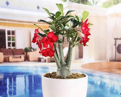 北京室内养花指南（15种适合在北京室内养的花草植物）