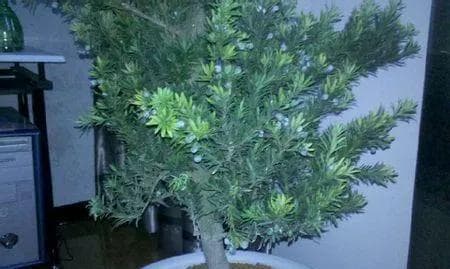 罗汉松的修剪技巧（打造优美树形的关键方法）