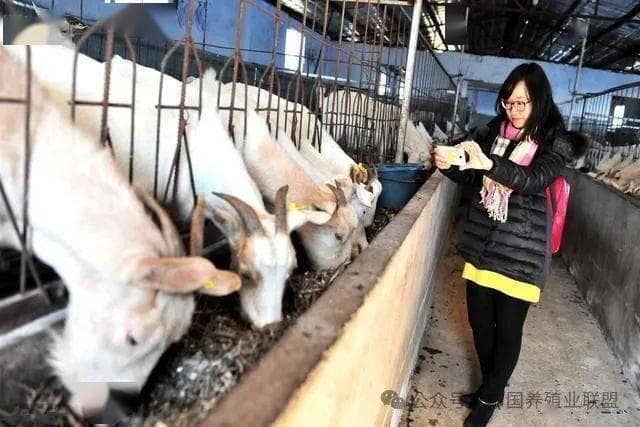山羊养殖技术要点详解