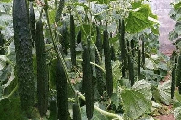 怎样种植黄瓜才高产？