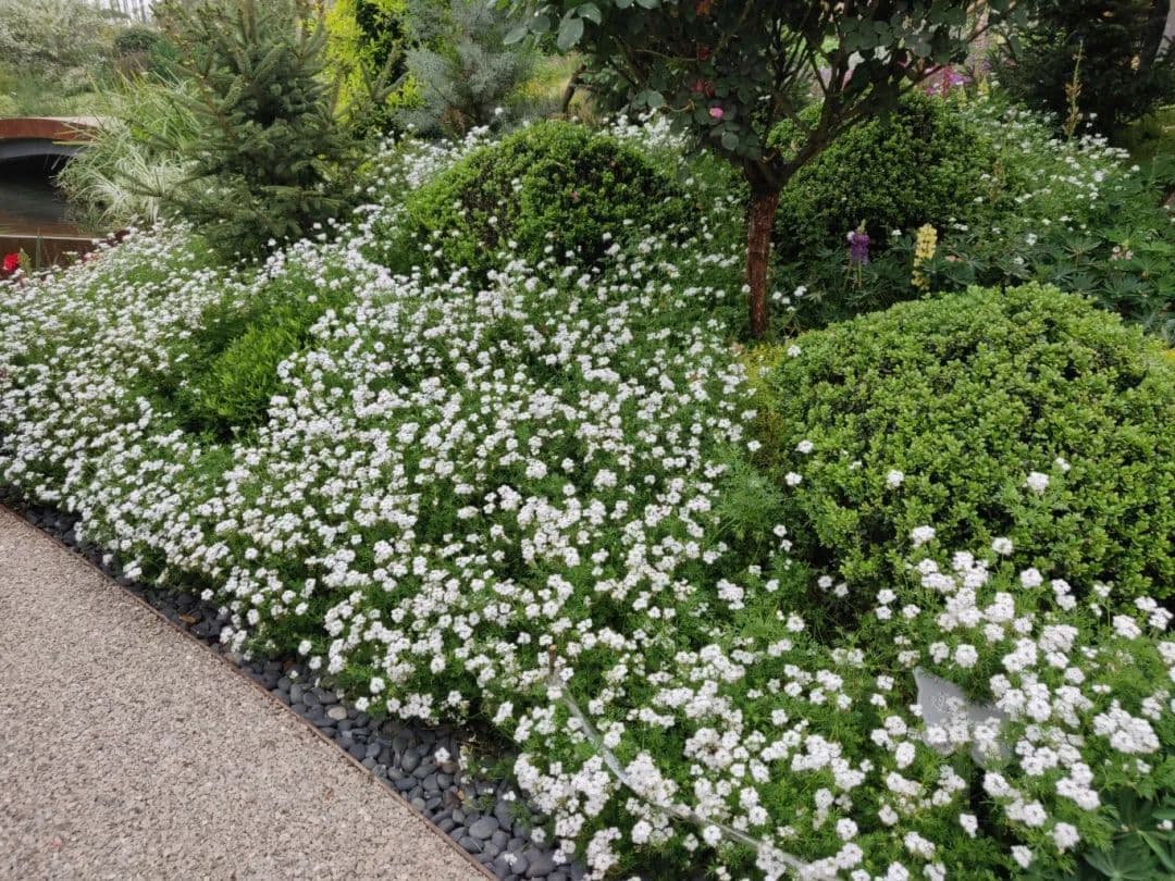 春季必备：20种白色花植物，从地被到灌木的园林设计指南