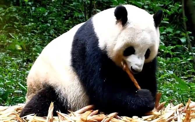 大熊猫：从物种特征到生活习性的全面解读