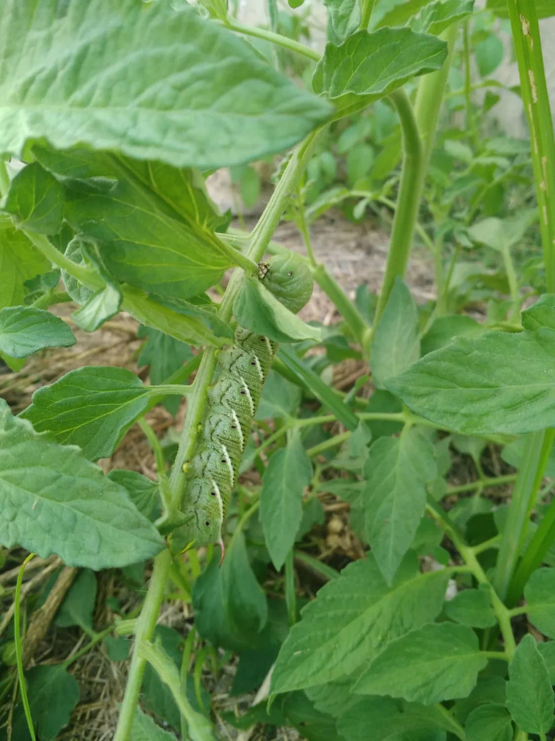点蜂缘蝽危害大豆，信息素防治成新宠
