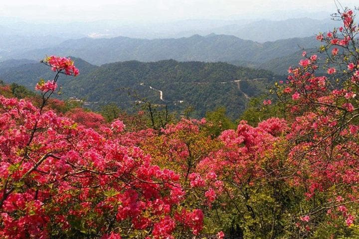 五种杜鹃花耐寒性对比：从5℃到-30℃的生长极限