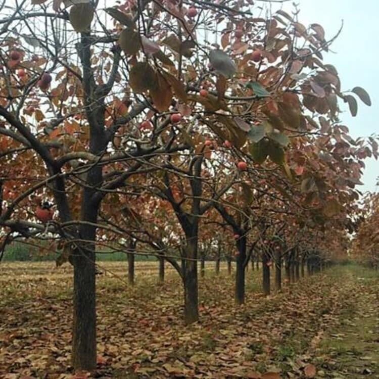 武威柿子树种植基地：柿子树的生长与结果特性