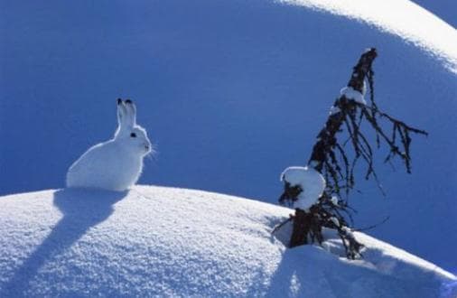 雪兔的形态特征和生活习性