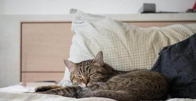 让猫咪喜欢的睡眠地（打造舒适的猫咪睡眠环境，创造愉悦的生活体验）