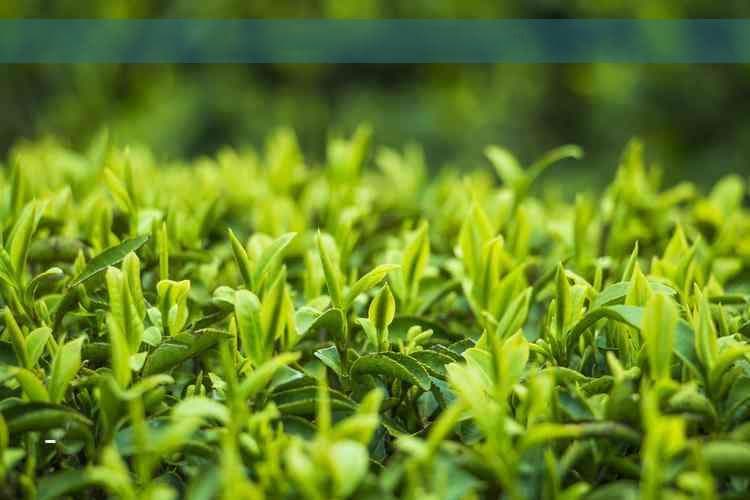 玫瑰花泡茶用开水还是温水好详解温开水更佳